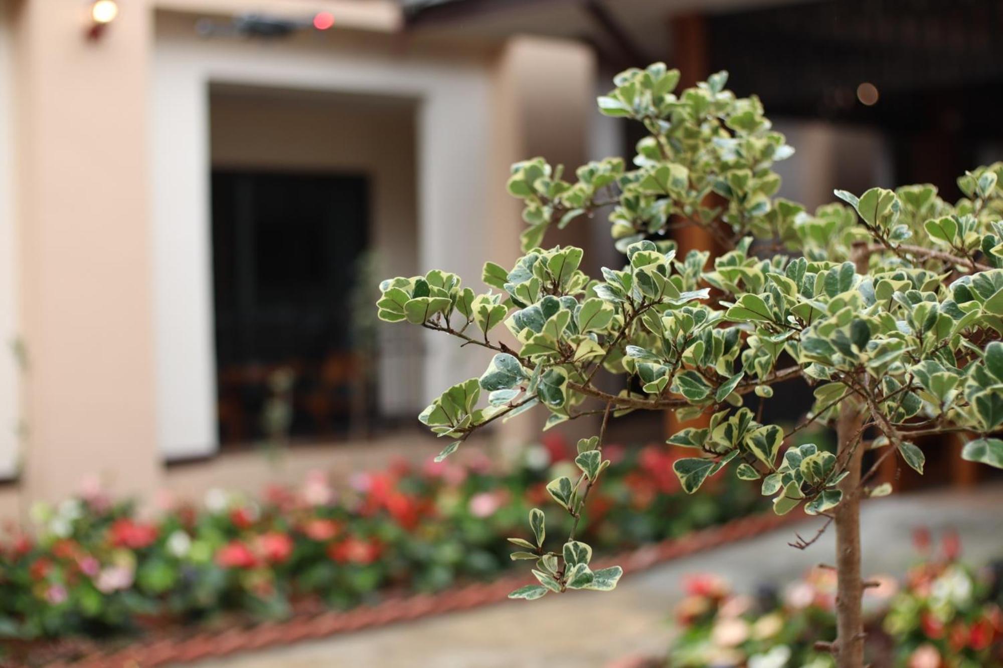 Peacock De Pai Hotel Экстерьер фото